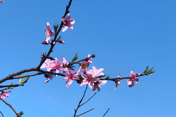 行业多项利好政策纳入新疆“十五五”规划纲要